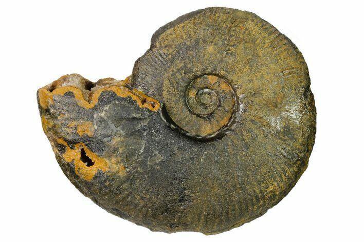 Iron Replaced Ammonite Fossil - Boulemane, Morocco #164480